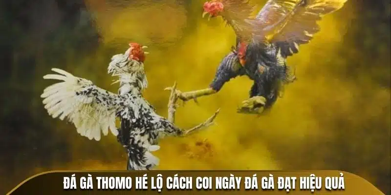 Đá Gà Thomo hé lộ cách coi ngày đá gà đạt hiệu quả
