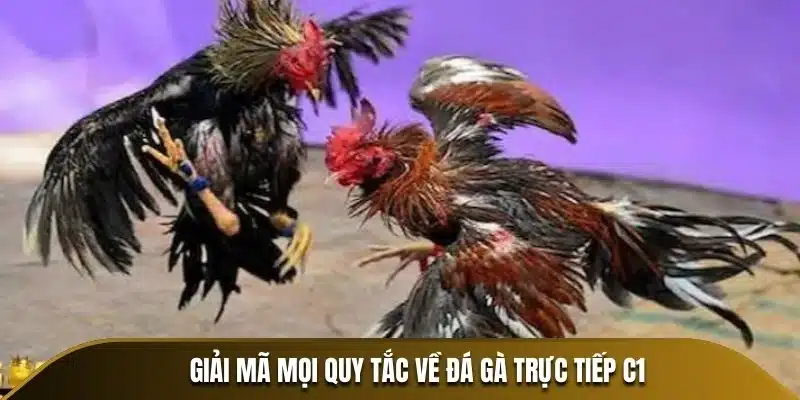 Đá gà thomo giải mã mọi quy tắc về đá gà trực tiếp C1