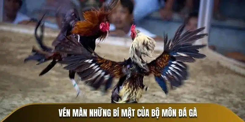 Vén màn những bí mật của bộ môn đá gà thomo