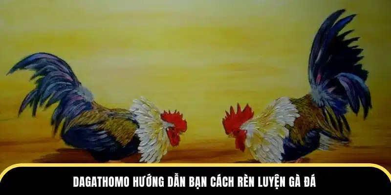 Dagathomo hướng dẫn bạn cách rèn luyện gà đá