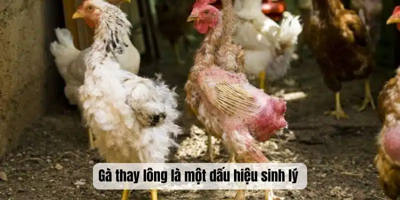 Gà thay lông là một dấu hiệu sinh lý