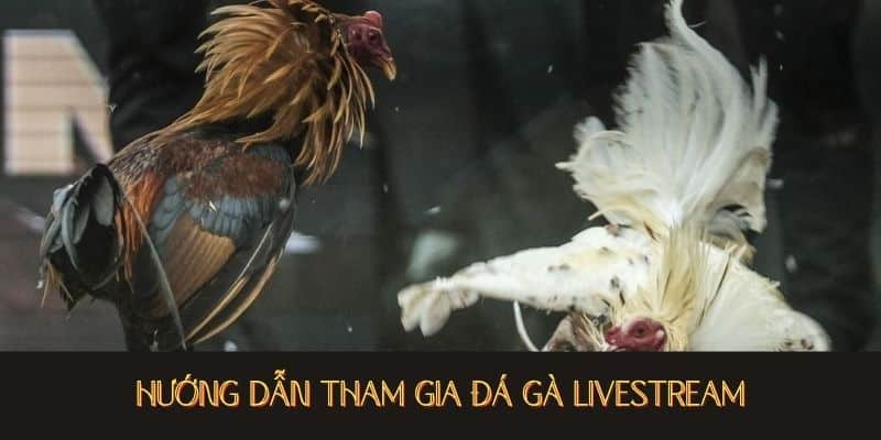 Đá gà thomo hướng dẫn tham gia đá gà livestream 