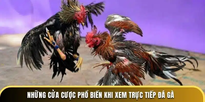 Những cửa cược phổ biến khi xem trực tiếp đá gà