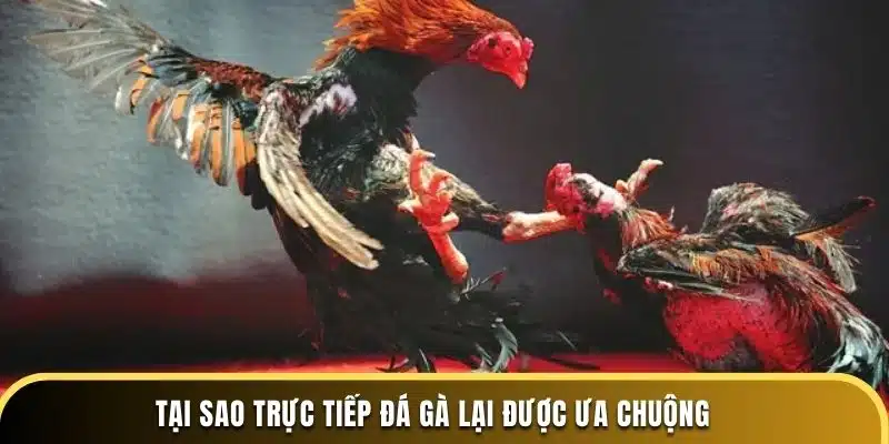 Tại sao trực tiếp đá gà lại được ưa chuộng